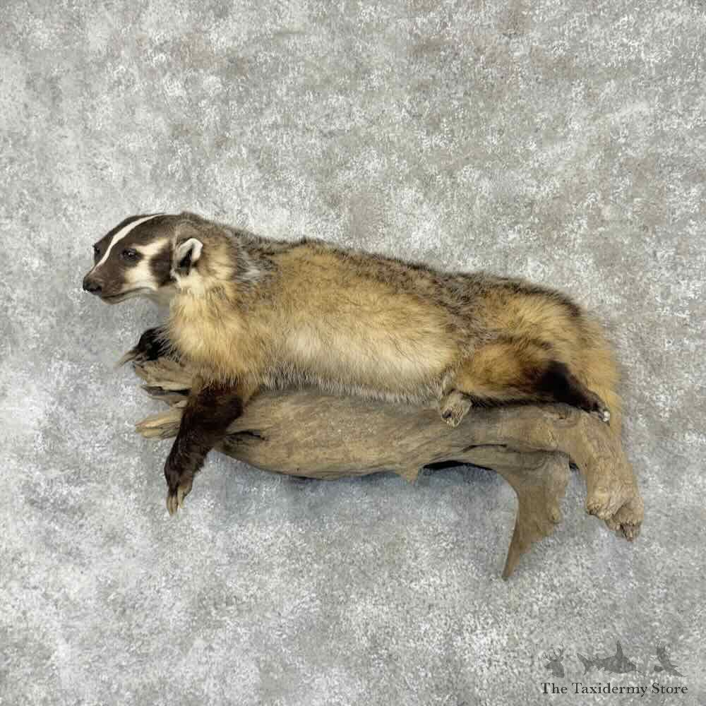 American Badger Life-Size Mount For Sale #31660 @ The Taxidermy Store