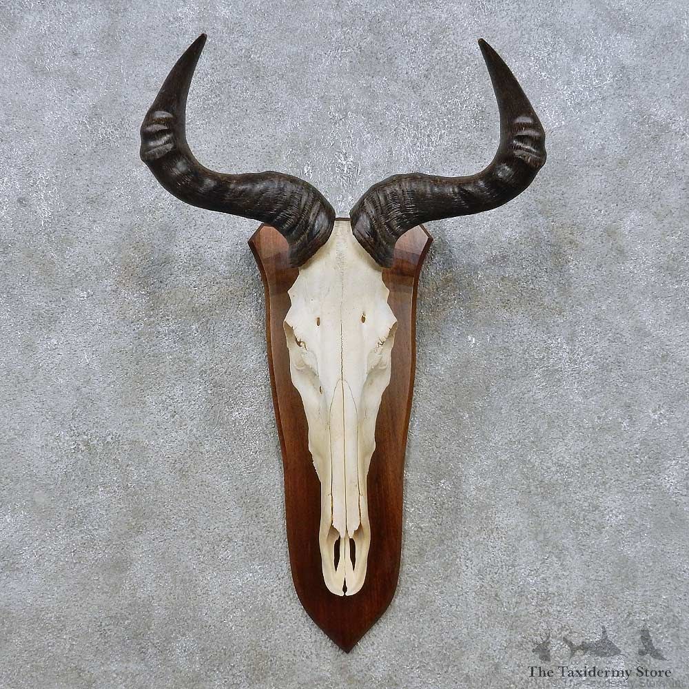 Hartebeest Skull & Horn European Mount For Sale #14929 @ The Taxidermy Store