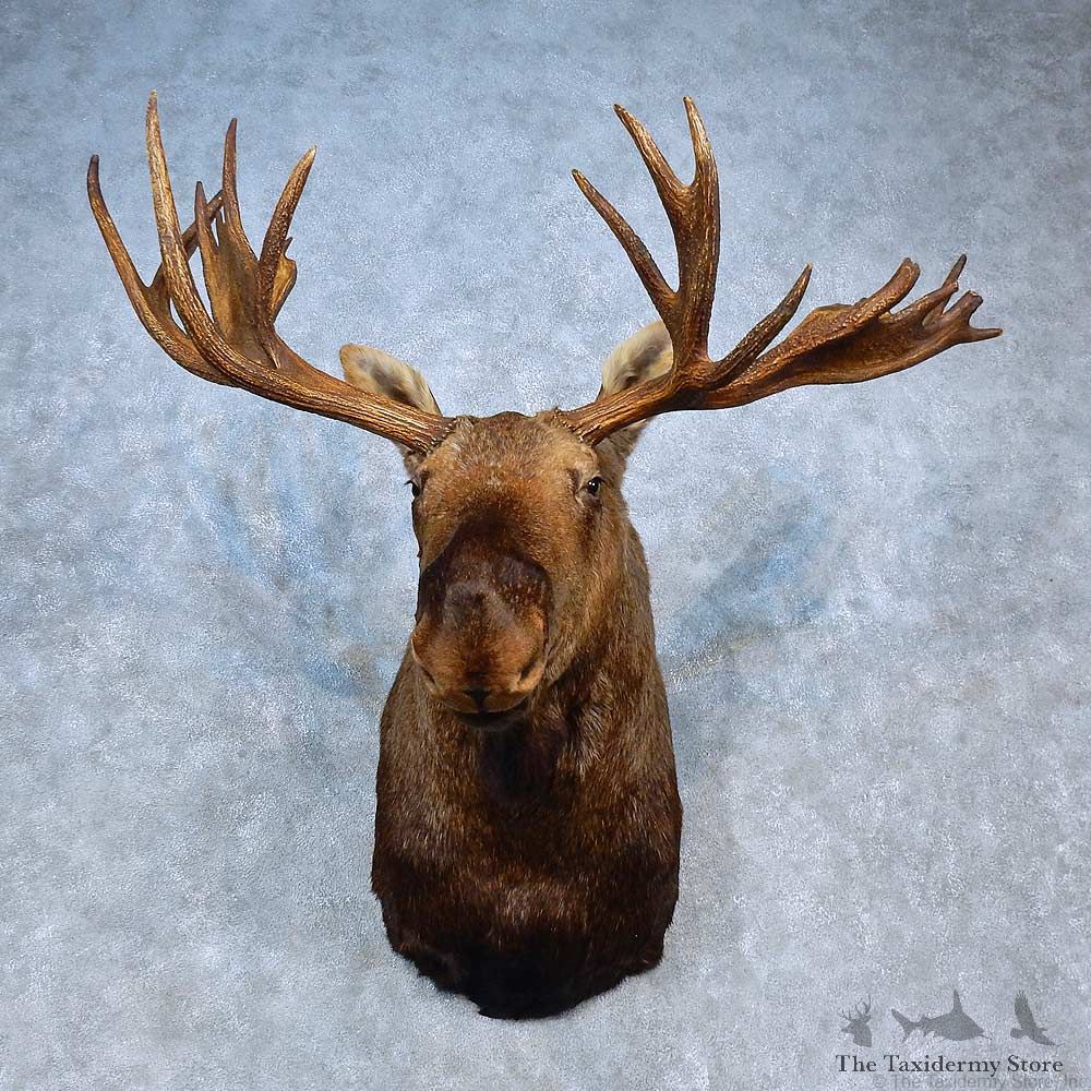 Alaskan Moose Shoulder Mount For Sale #15322 @ The Taxidermy Store