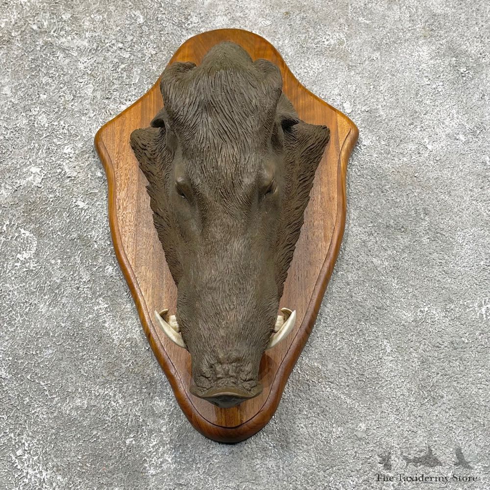 One-of-a-kind Boar Cast For Sale #25116 @ The Taxidermy Store