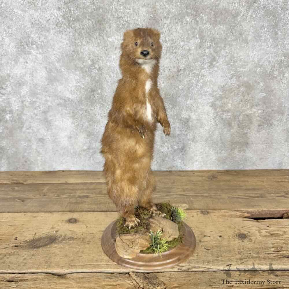 Mink Life-Size Mount For Sale #30412 @ The Taxidermy Store