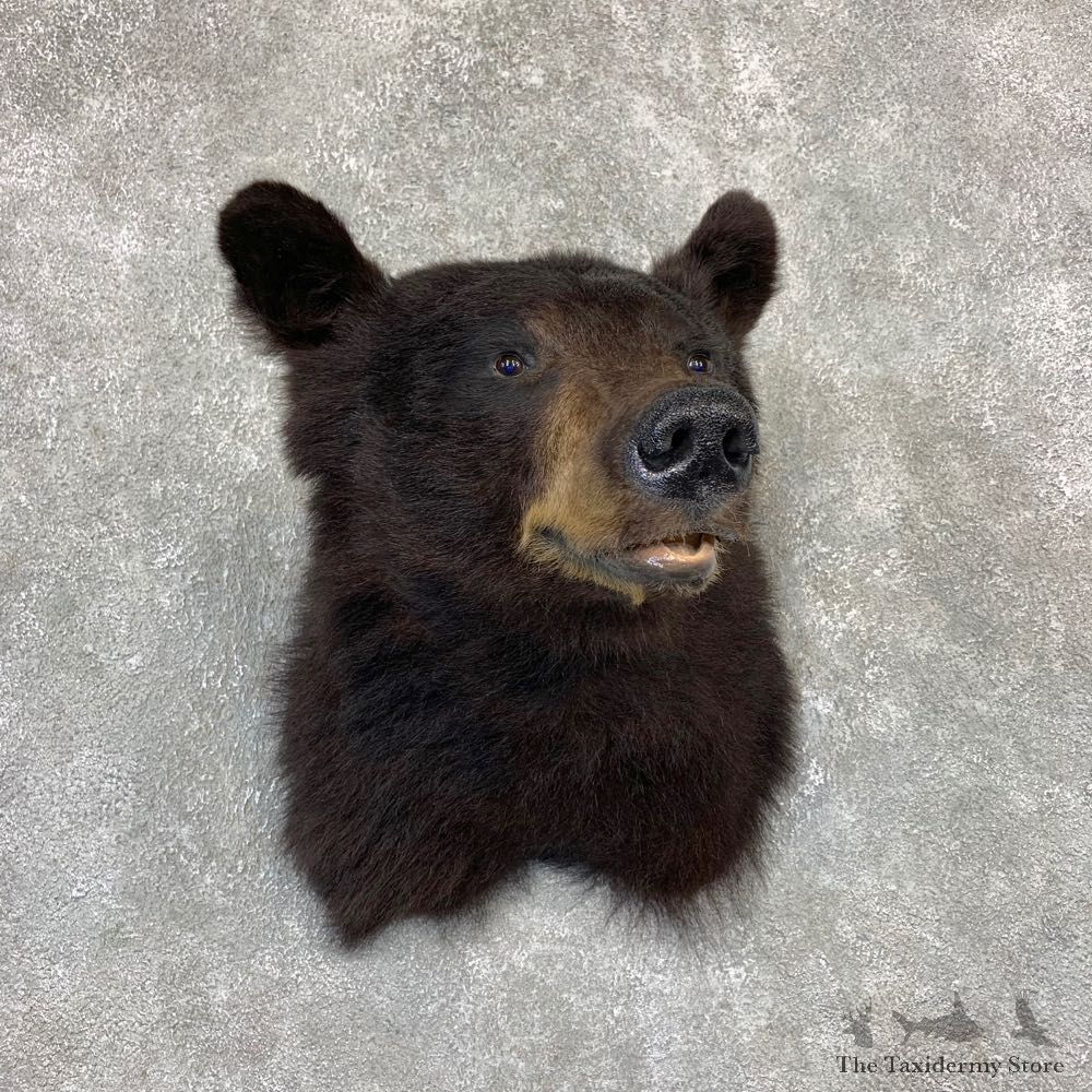 Black Bear Shoulder Mount For Sale #21618 @ The Taxidermy Store