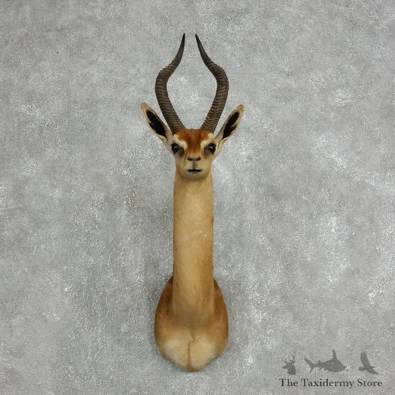 Southern Gerenuk Shoulder Mount For Sale #17629 @ The Taxidermy Store