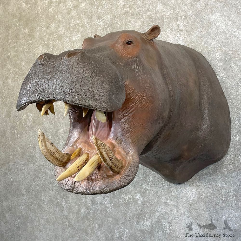 Hippopotamus Shoulder Mount For Sale #31852 @ The Taxidermy Store