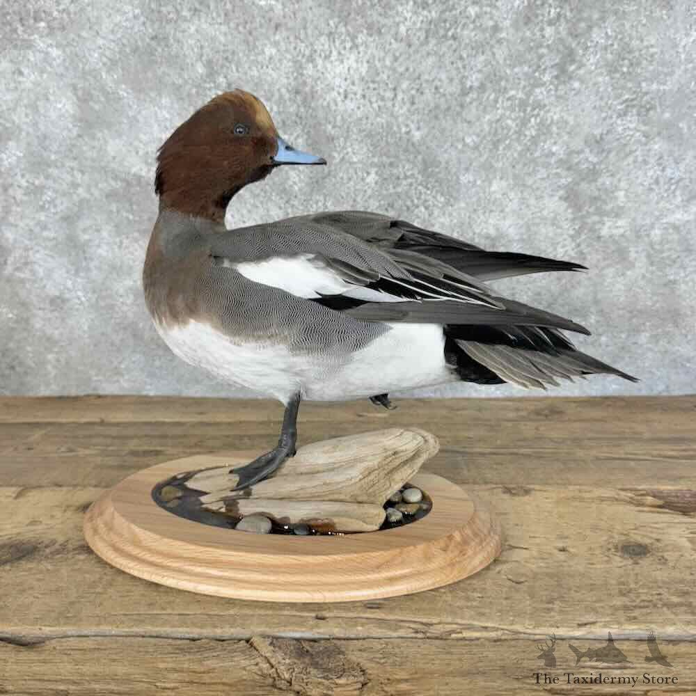 Eurasian Wigeon Duck Bird Mount For Sale #31089 @ The Taxidermy Store