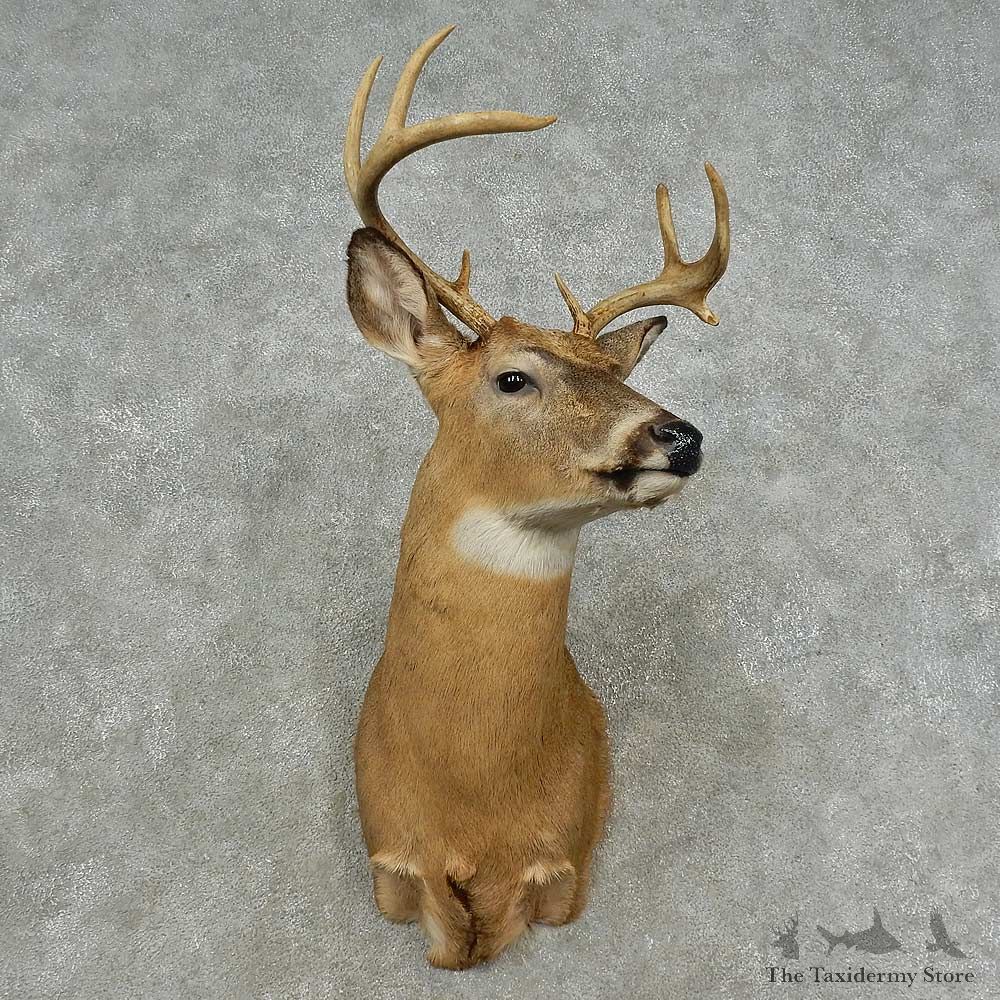 Whitetail Deer Shoulder Mount For Sale #16712 @ The Taxidermy Store