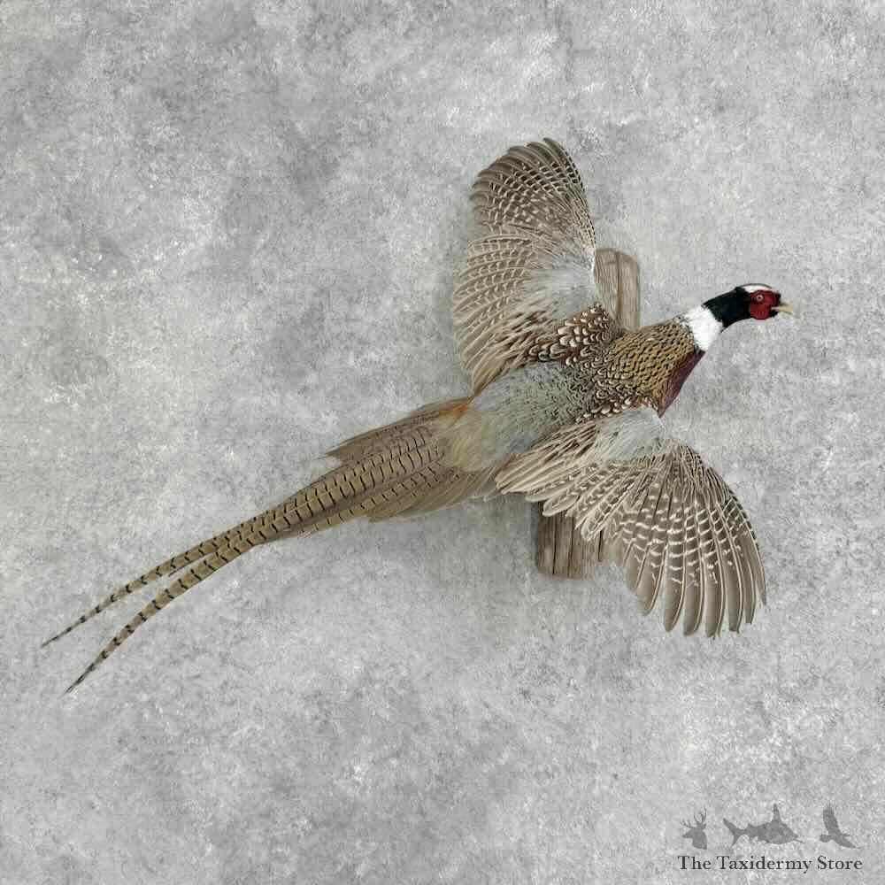 Ringneck Pheasant Bird Mount For Sale #32368 @ The Taxidermy Store
