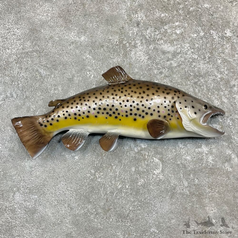 Brown Trout Fish Mount For Sale #27241 @ The Taxidermy Store