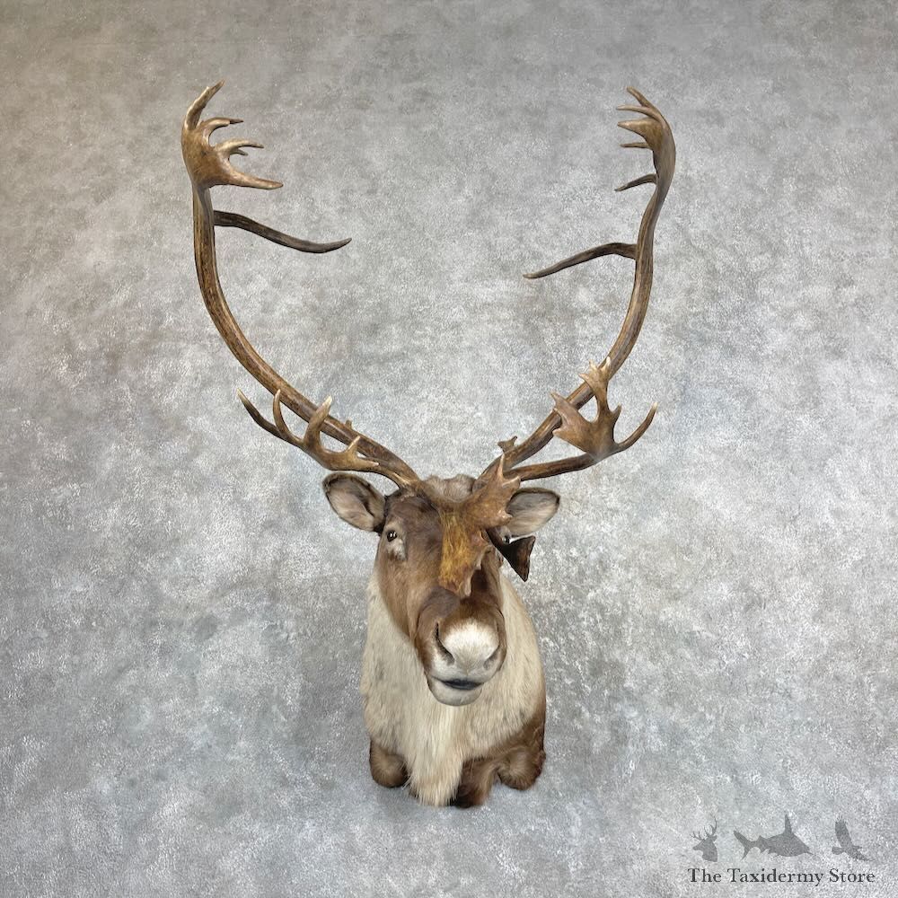 Barren Ground Caribou Shoulder Mount For Sale #27345 @ The Taxidermy Store