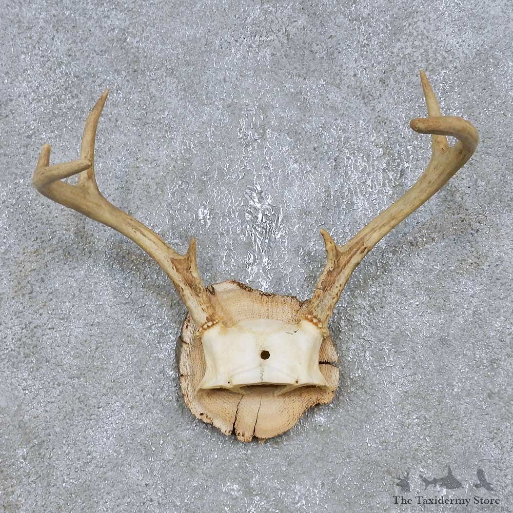 Whitetail Deer Antler Plaque Mount For Sale #14744 @ The Taxidermy Store