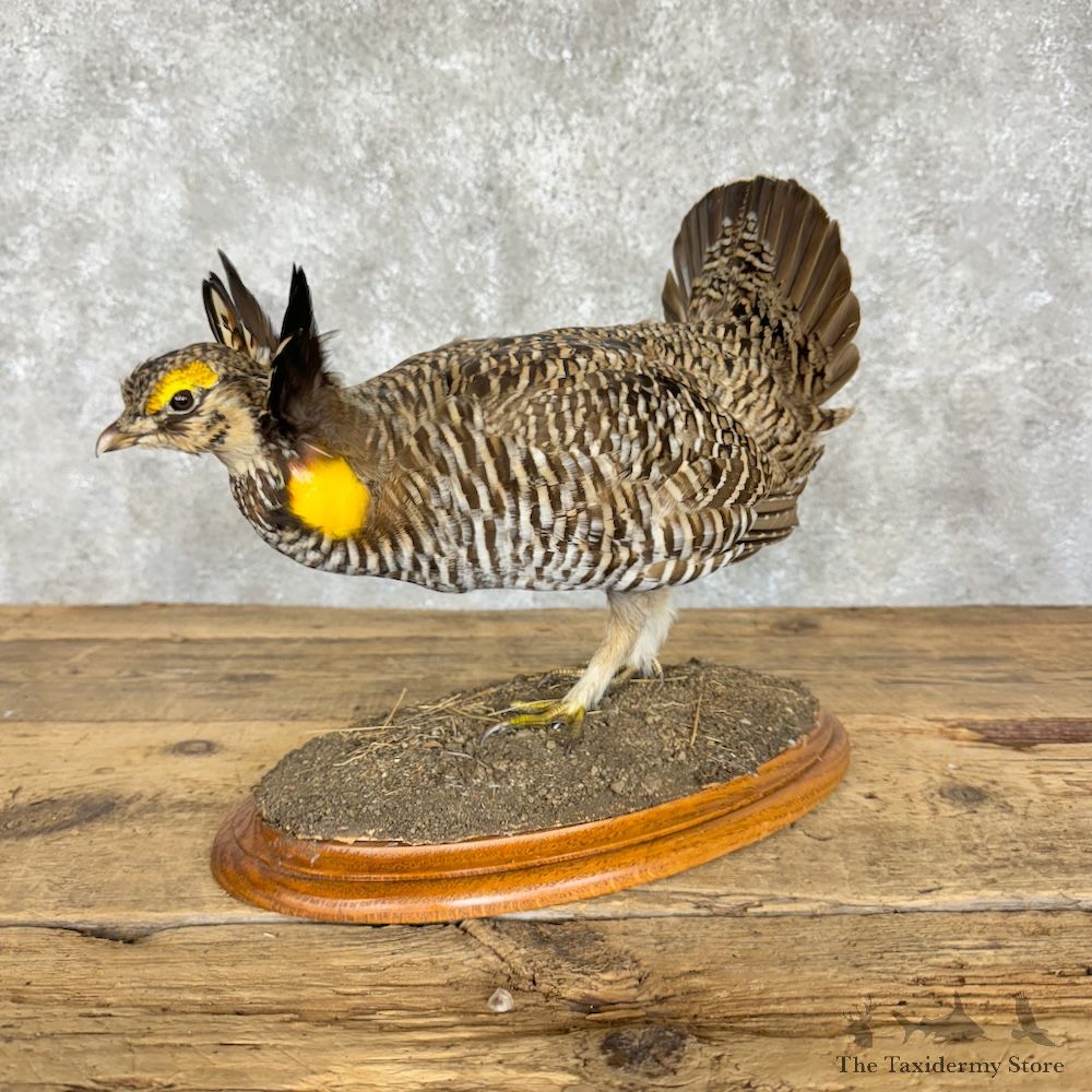 Greater Prairie Chicken Bird Mount For Sale #29837 @ The Taxidermy Store