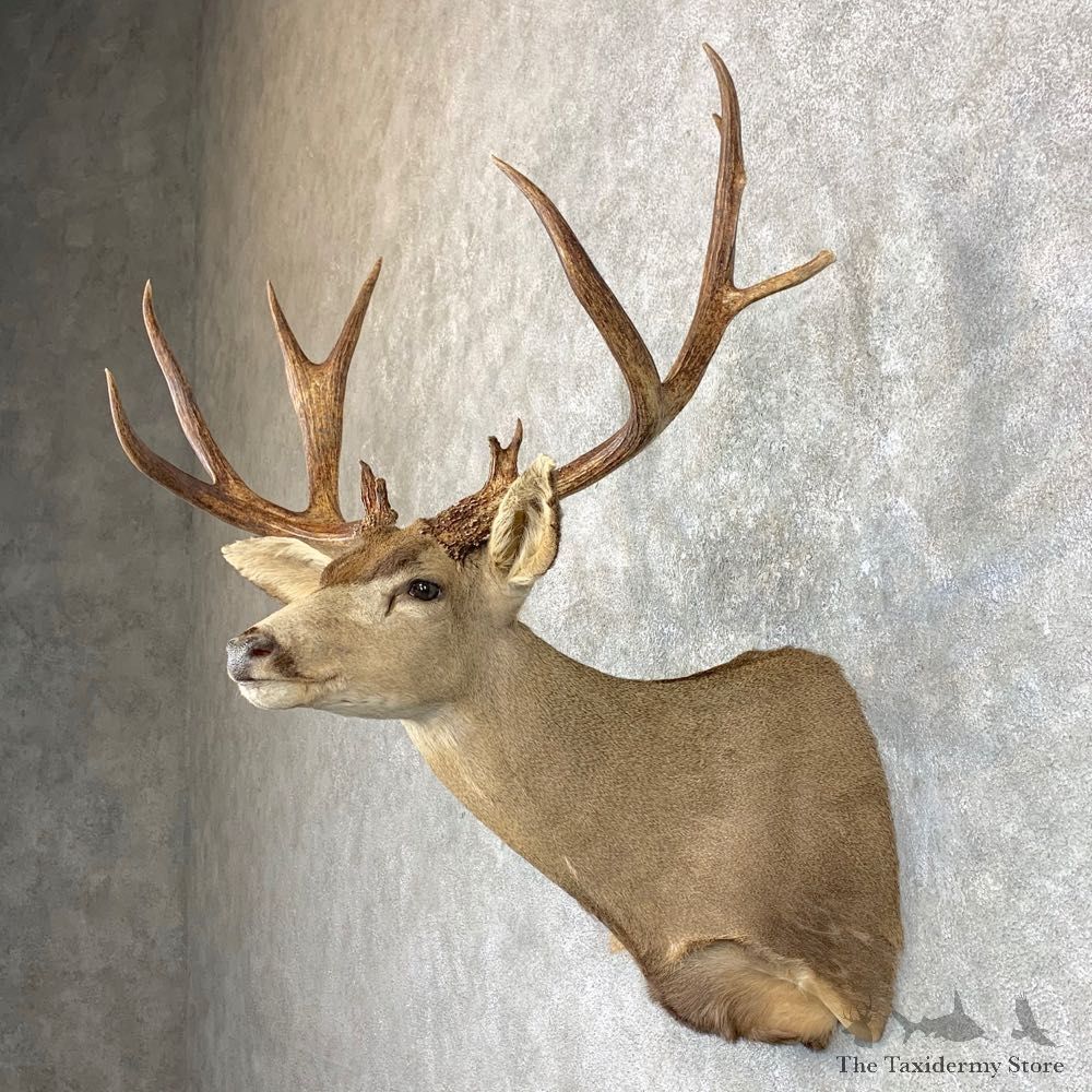 Sonora Desert Mule Deer Shoulder Mount For Sale #23800 @ The Taxidermy Store