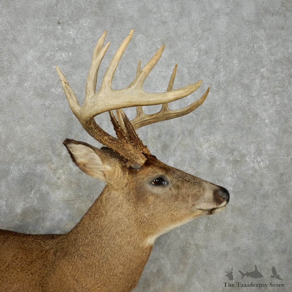 Whitetail Deer Life Size Mount For Sale #14062 @ The Taxidermy Store