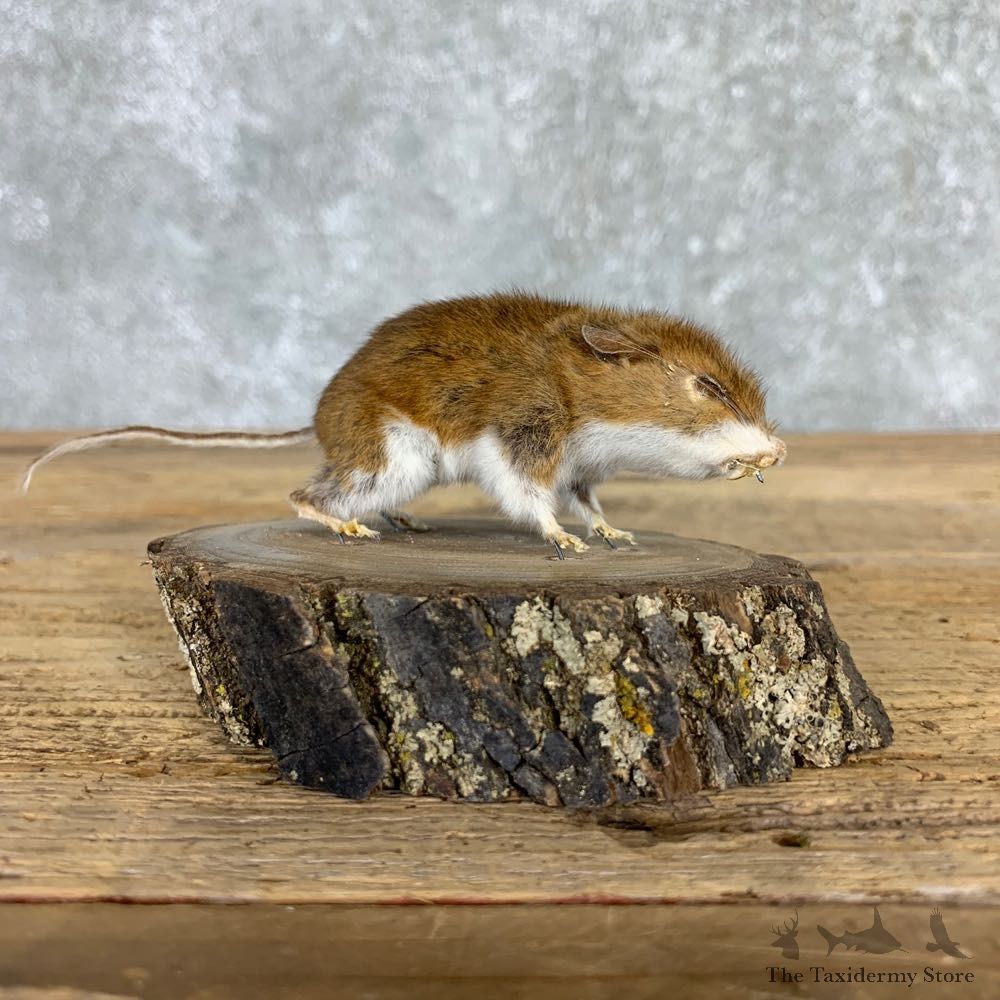 Mouse Life-Size Mount For Sale #21562 @ The Taxidermy Store
