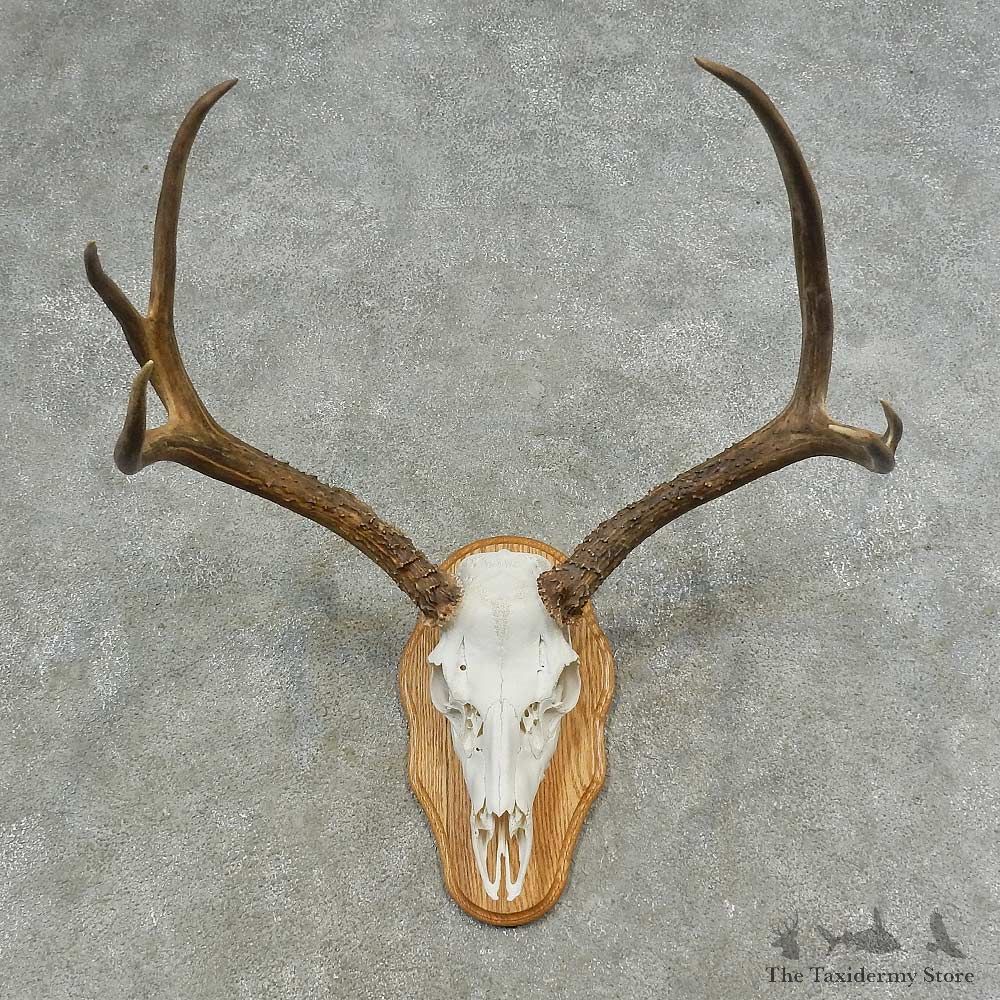 Mule Deer Skull European Mount For Sale #16625 @ The Taxidermy Store