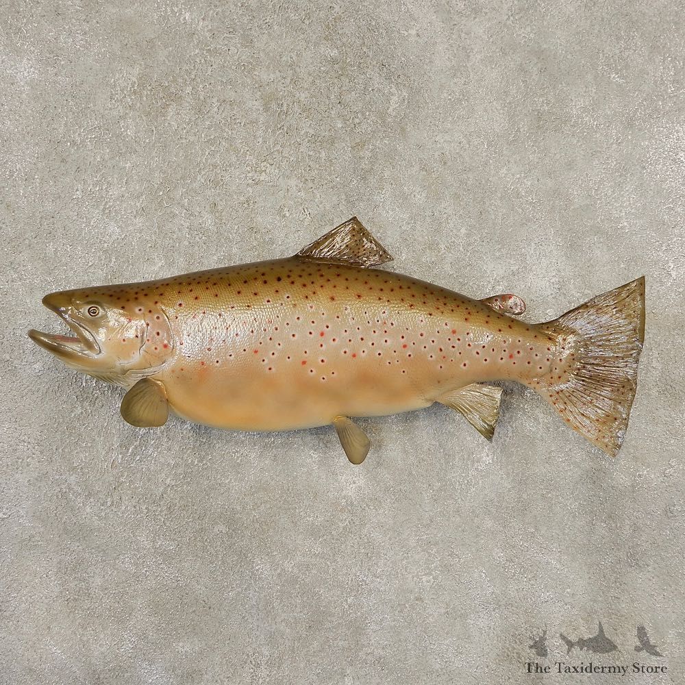 Brown Trout Fish Mount For Sale #21603 @ The Taxidermy Store