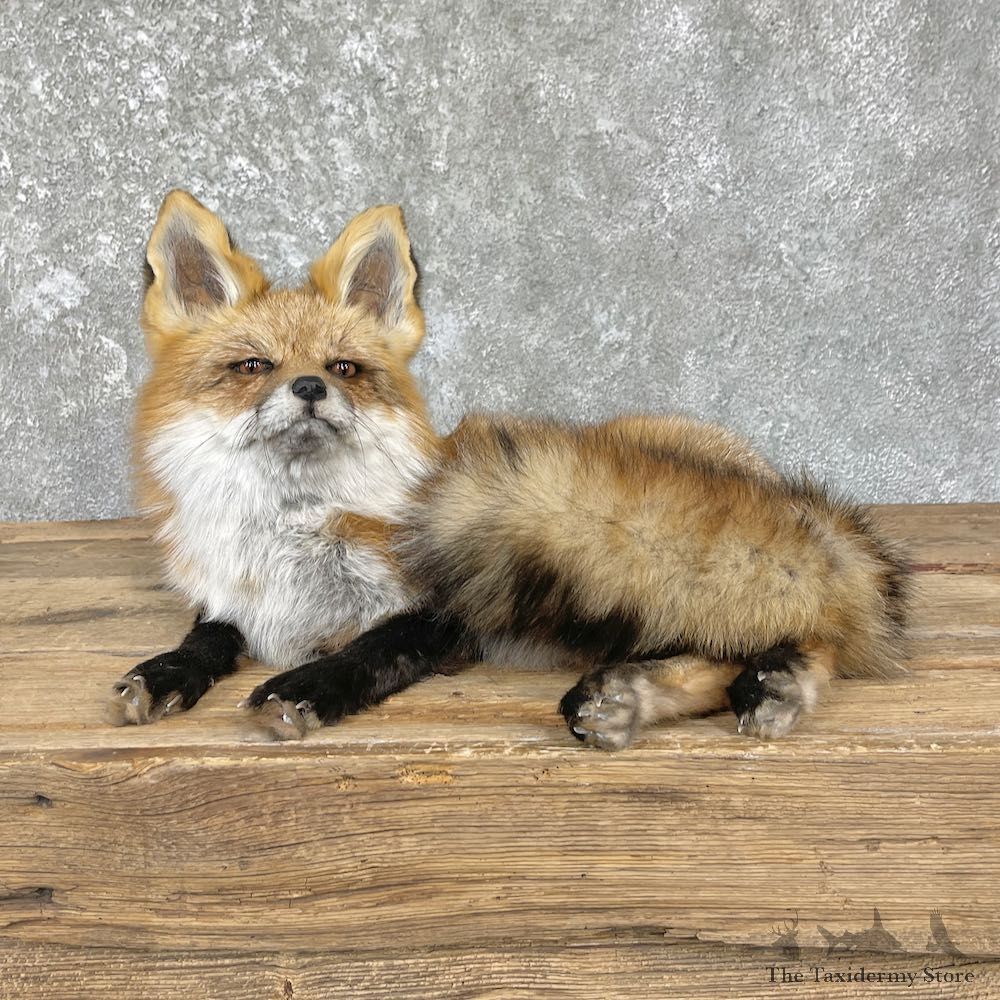 Red Fox Life-Size Mount For Sale #26434 @ The Taxidermy Store
