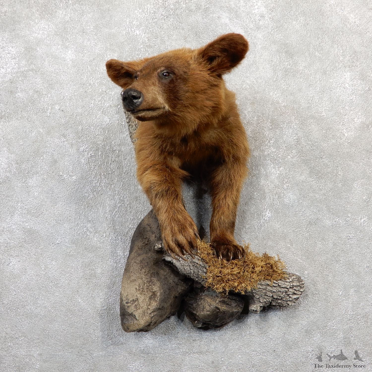 Cinnamon Bear 1/2-Life-Size Mount For Sale #19289 @ The Taxidermy Store