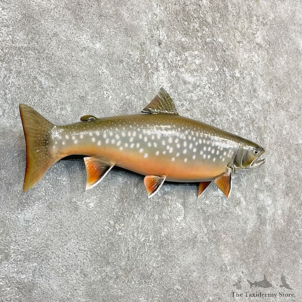Splake Fish Mount For Sale #27265 @ The Taxidermy Store