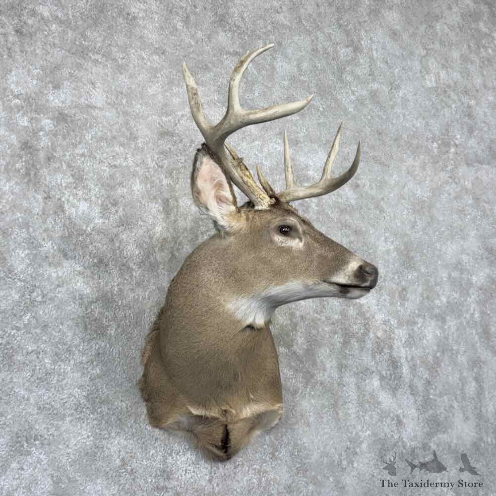 Whitetail Deer Shoulder Mount For Sale #32204 @ The Taxidermy Store
