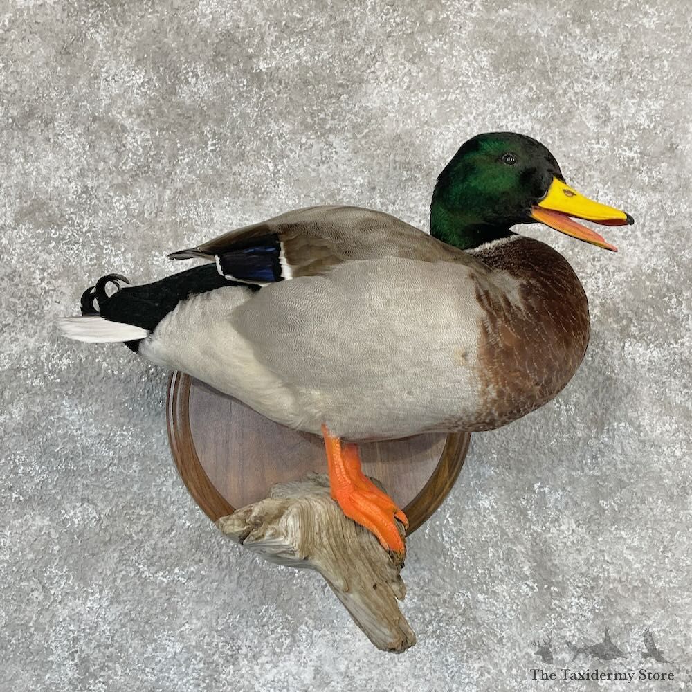 Mallard Duck Drake Bird Mount For Sale #28130 - The Taxidermy Store
