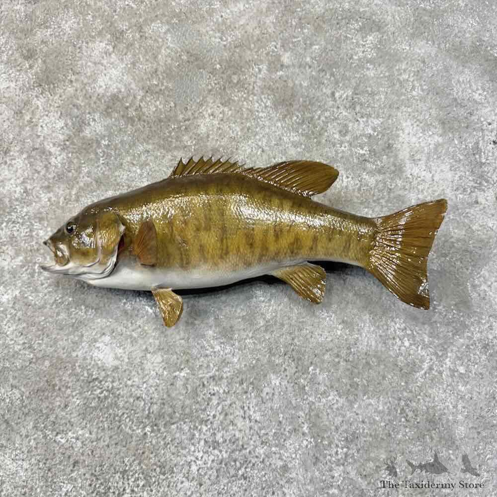Smallmouth Bass Fish Mount For Sale #31284 @ The Taxidermy Store