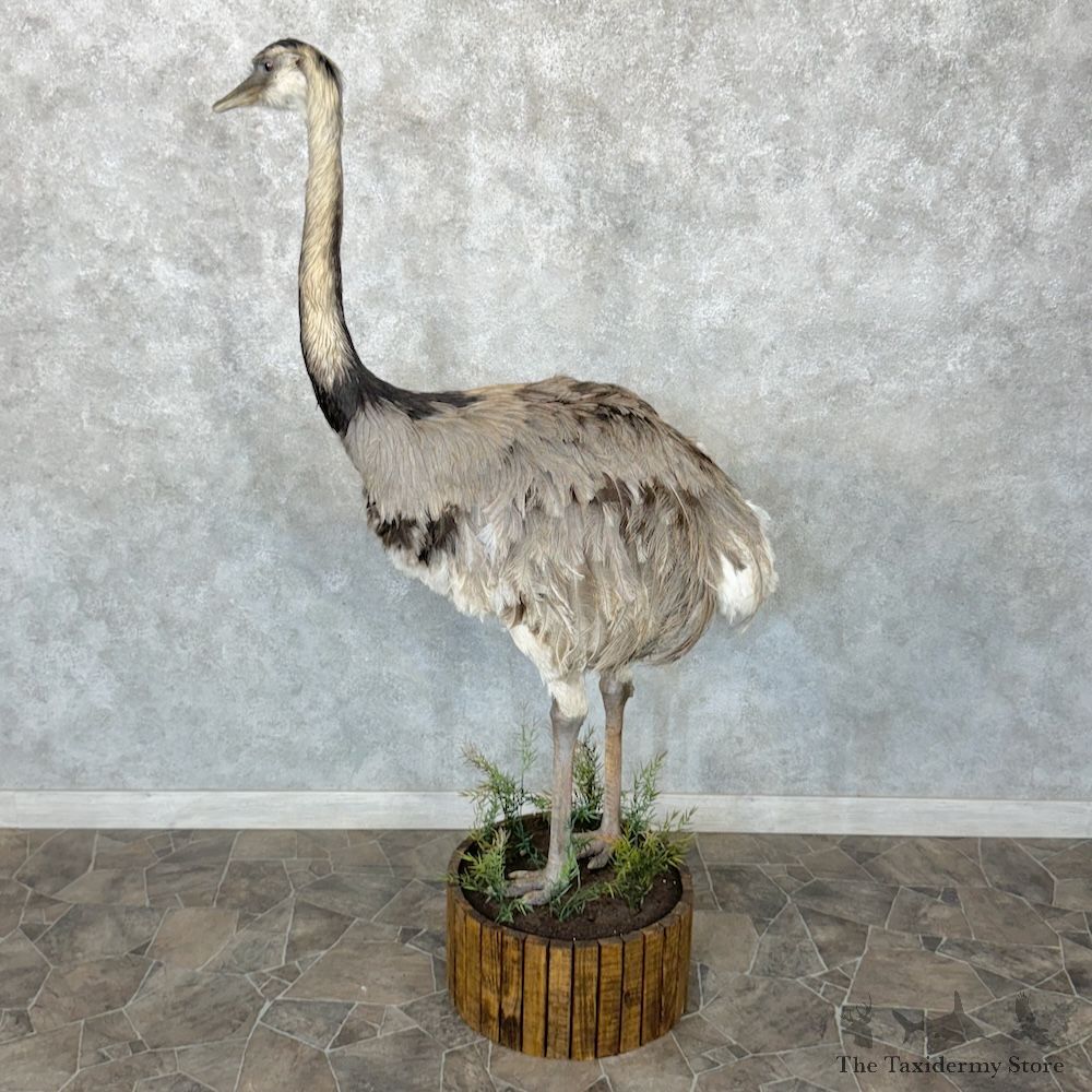 Greater Rhea Bird Mount For Sale #29650 @ The Taxidermy Store