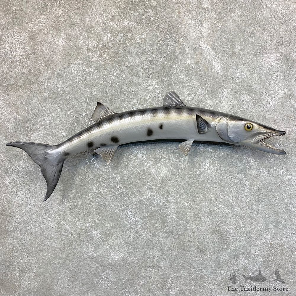 Reproduction Barracuda Fish Mount #23893 For Sale @ The Taxidermy Store