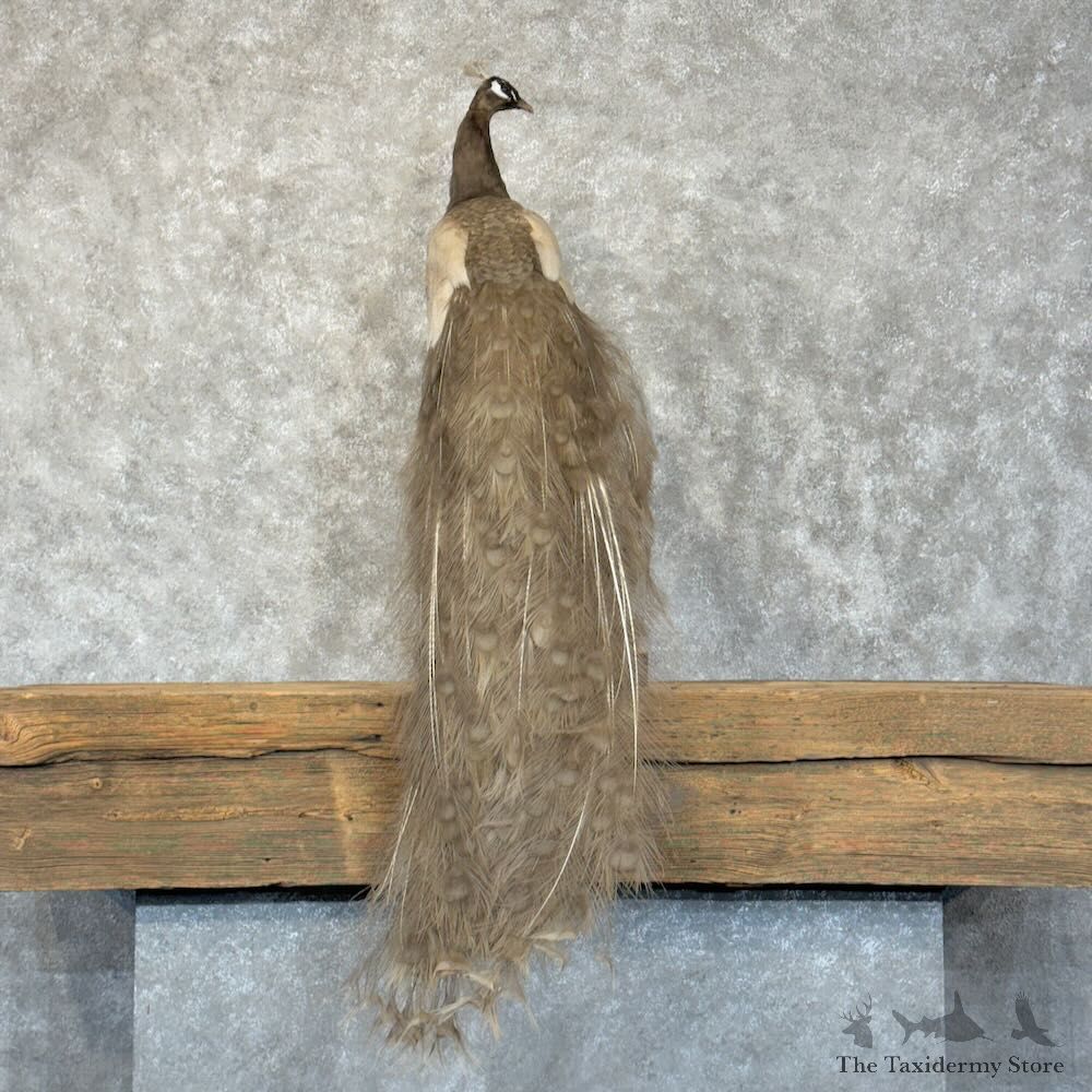 Grey Peacock Bird Mount For Sale #28808 @ The Taxidermy Store