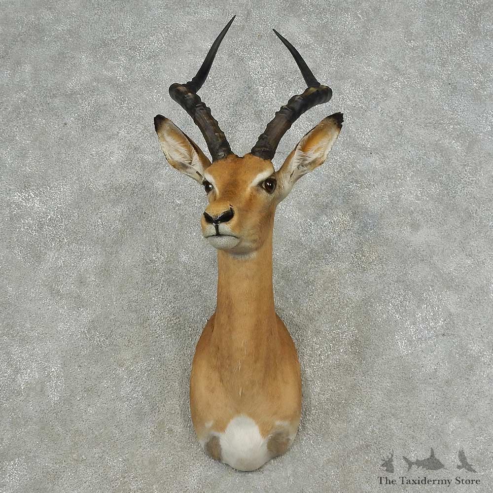 African Impala Shoulder Mount For Sale #16703 @ The Taxidermy Store