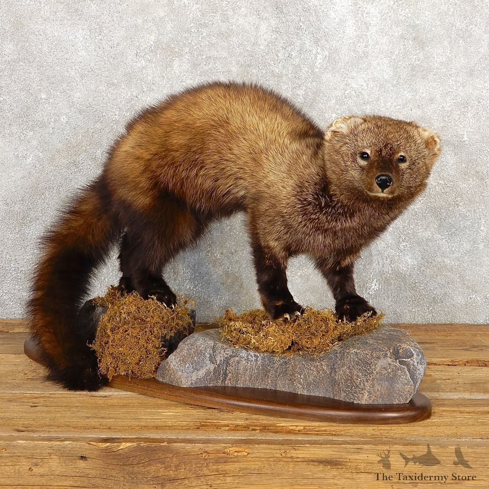 Fisher Life Size Taxidermy Mount #18795 For Sale @ The Taxidermy Store