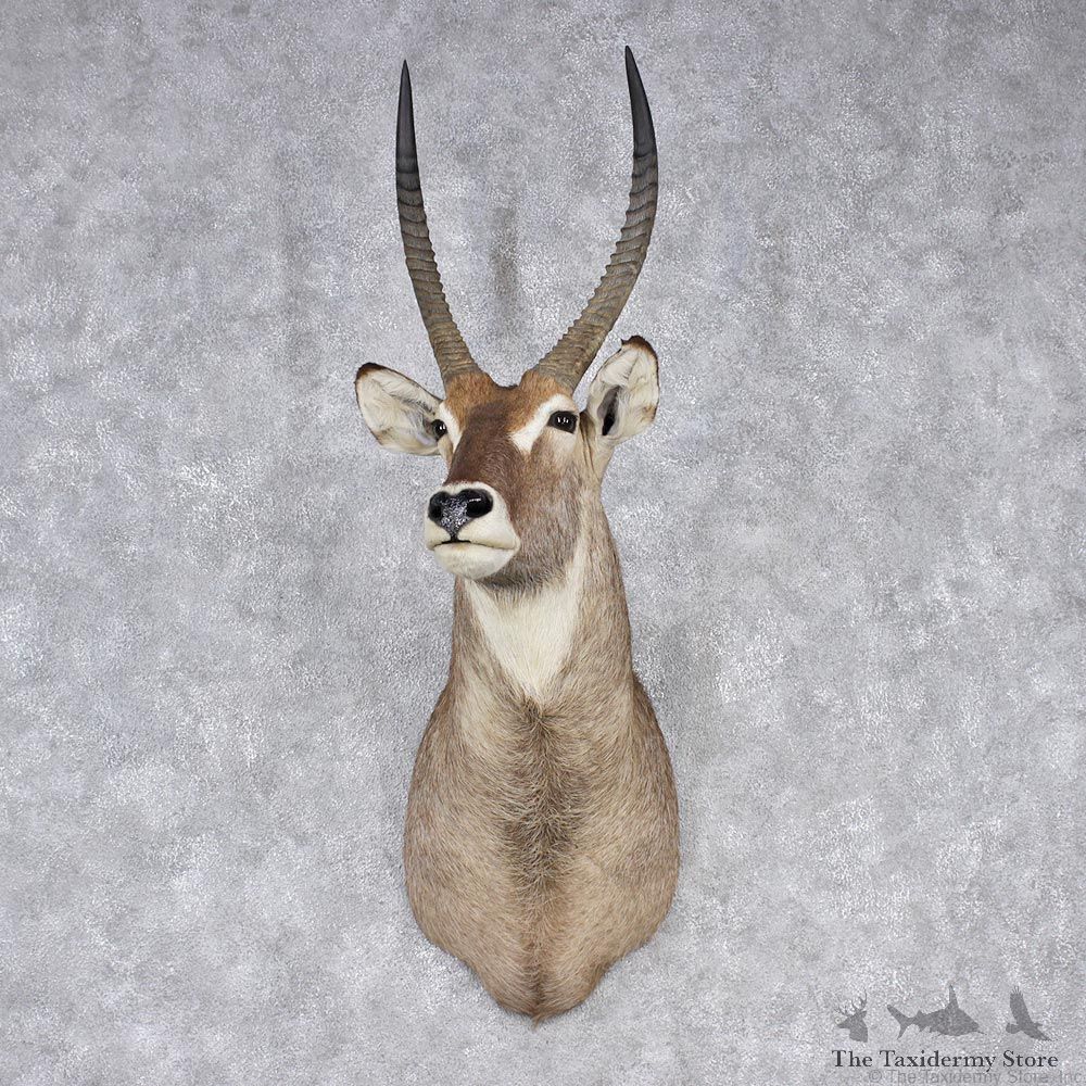 African Waterbuck Shoulder Taxidermy Mount #12545 For Sale @ The Taxidermy Store