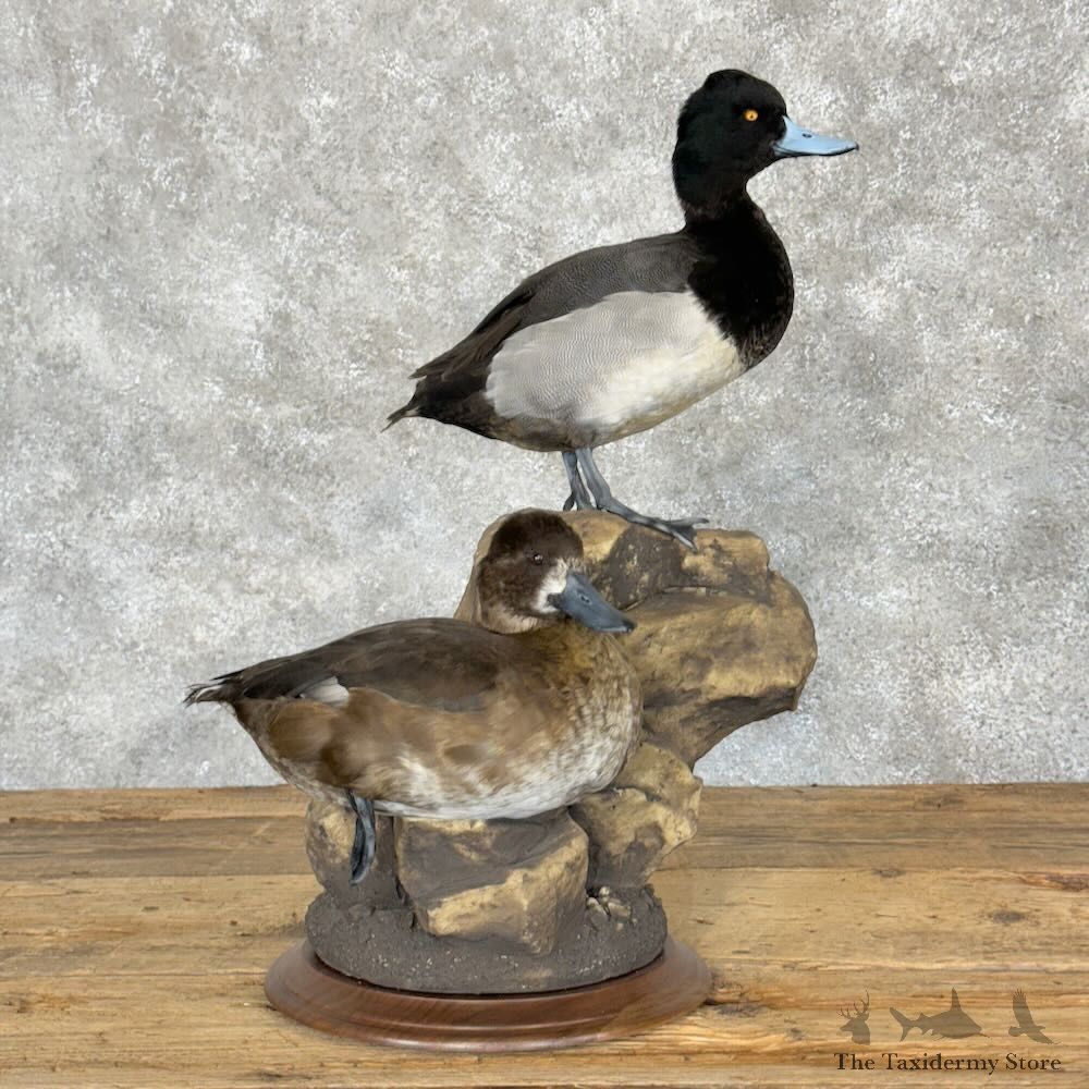 Lesser Scaup Pair Duck Mount For Sale #28796 @ The Taxidermy Store