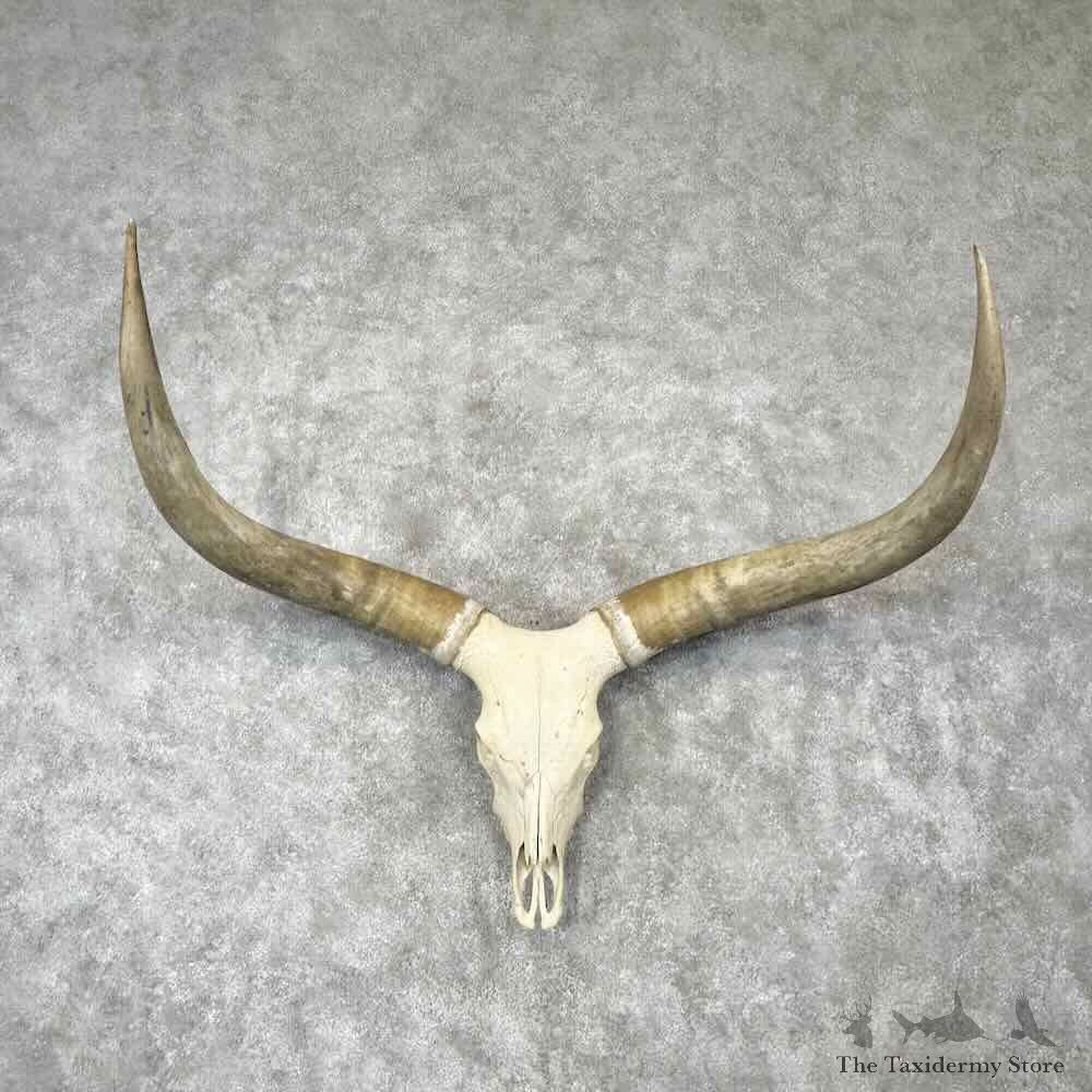 Watusi Longhorn Skull European Mount For Sale #30433 @ The Taxidermy Store