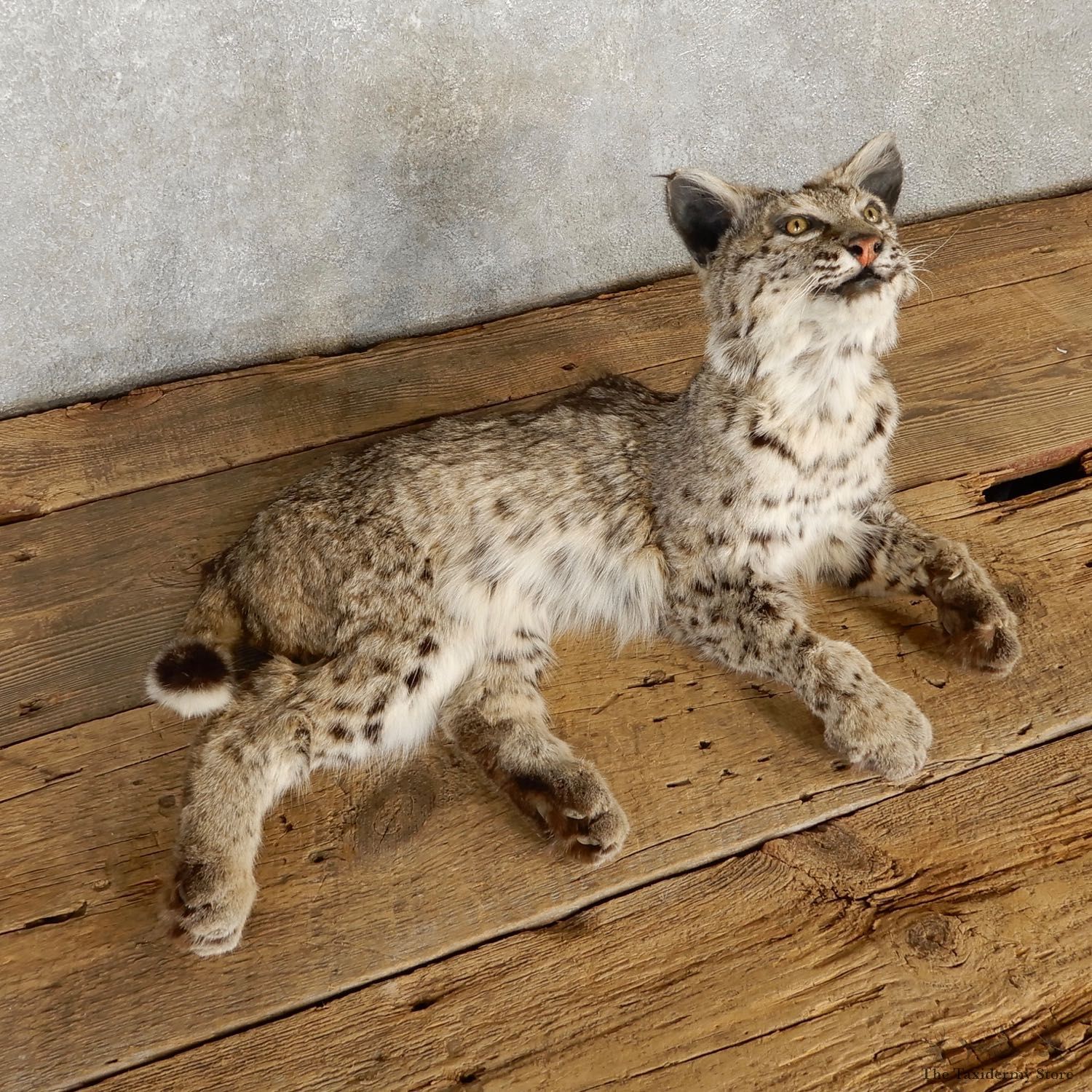Bobcat Life-Size Mount For Sale #19976 @ The Taxidermy Store