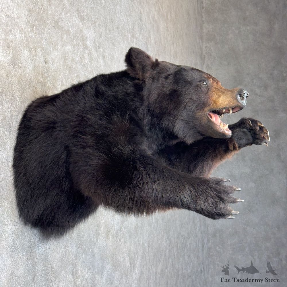 Black Bear 1/2 Life-Size Mount For Sale #29873 @ The Taxidermy Store