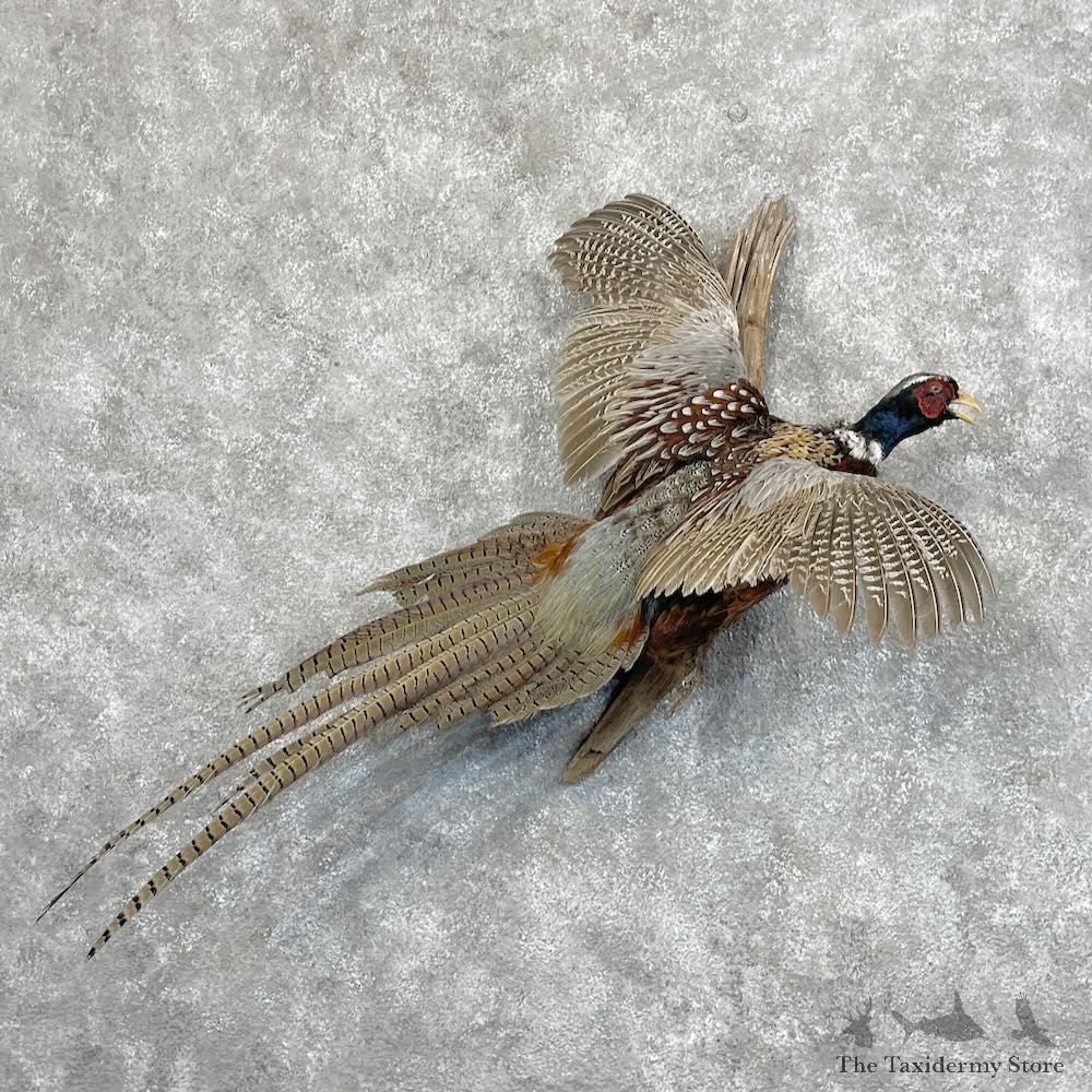 Ringneck Pheasant Bird Mount For Sale #28429 @ The Taxidermy Store