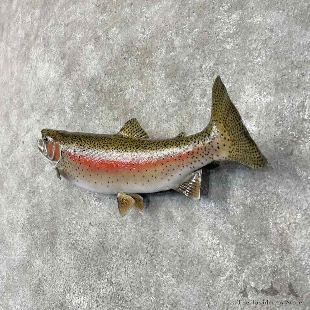 Rainbow Trout Fish Mount For Sale #30457 @ The Taxidermy Store