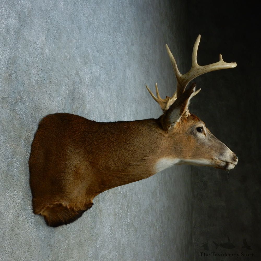 Whitetail Deer Shoulder Mount For Sale #15469 @ The Taxidermy Store