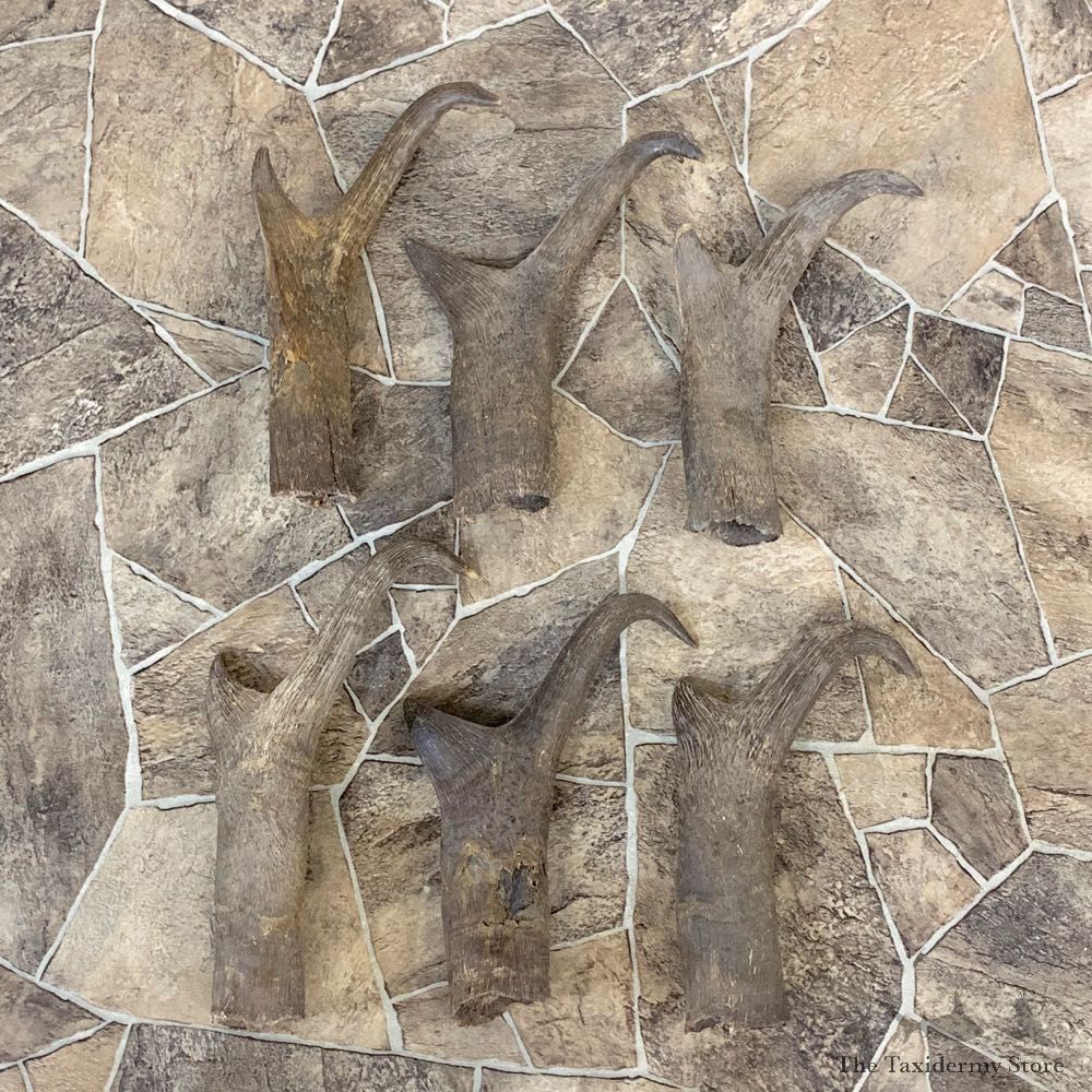 Pronghorn Antelope Horn Craft Pack For Sale #22013 @ The Taxidermy Store