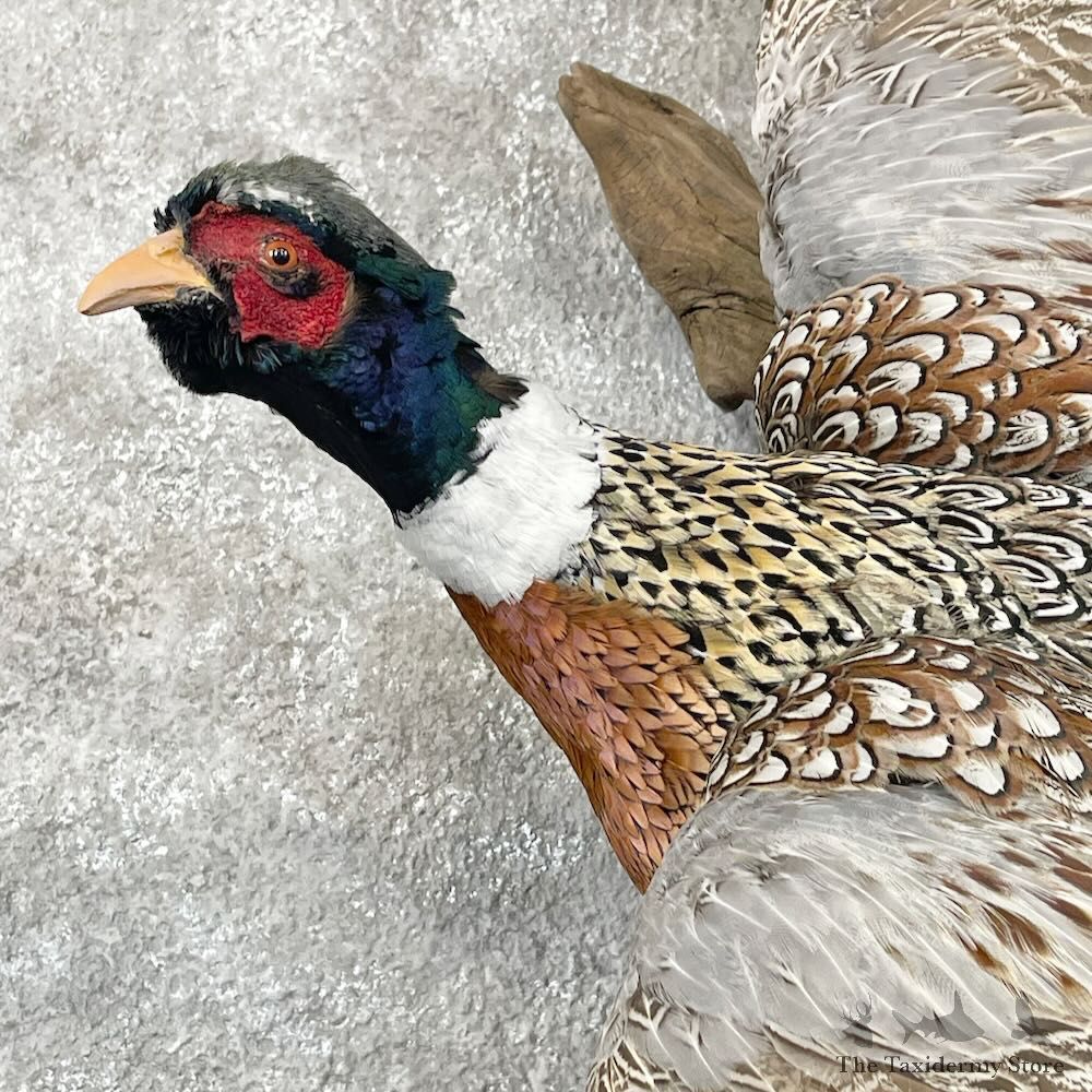 Ringneck Pheasant Bird Mount For Sale #28430 @ The Taxidermy Store