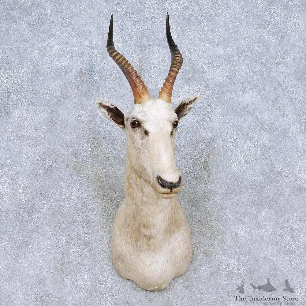 White Blesbok Shoulder Mount For Sale #13967 @ The Taxidermy Store