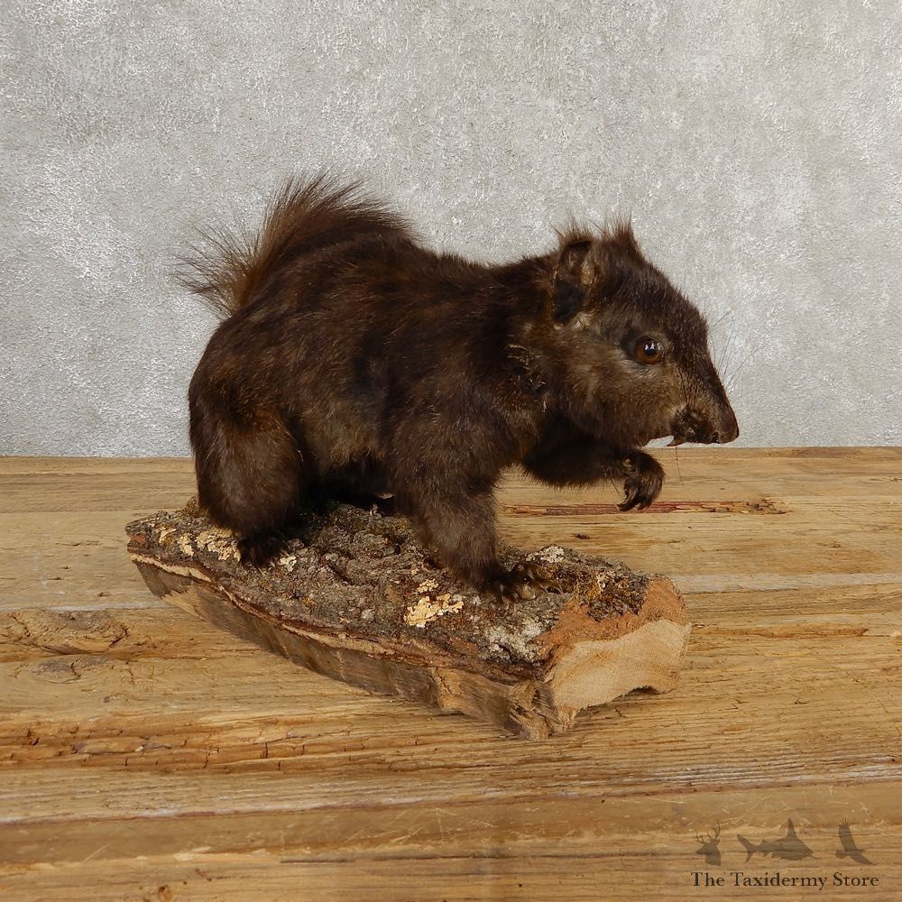 Black Squirrel Life-Size Mount For Sale #20764 @ The Taxidermy Store