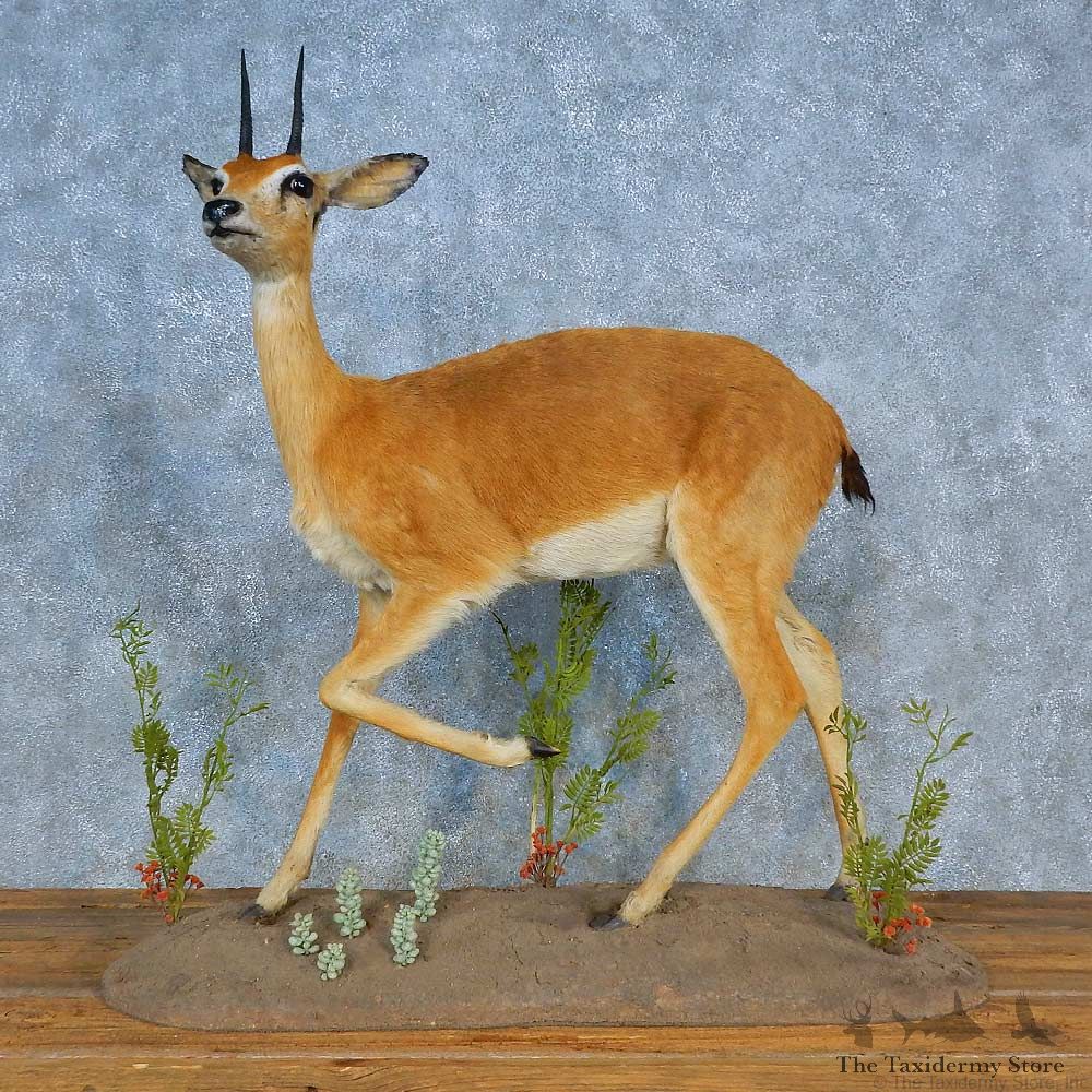African Oribi Life-Size Mount For Sale #15503 @ The Taxidermy Store