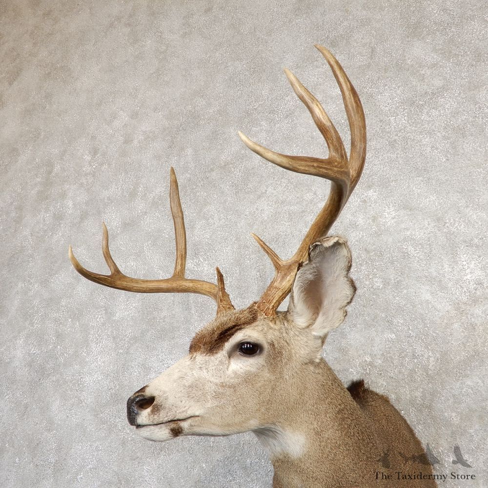Black-tailed Deer Shoulder Mount For Sale #20265 @ The Taxidermy Store