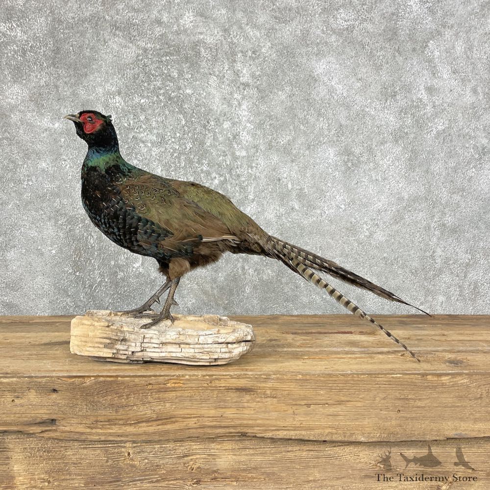 Black Pheasant Bird Mount For Sale #25237 @ The Taxidermy Store