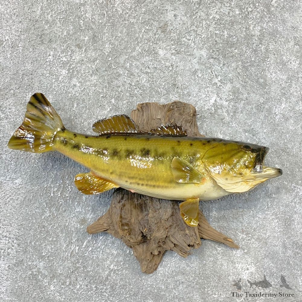 Largemouth Bass Fish Mount For Sale #22313 @ The Taxidermy Store