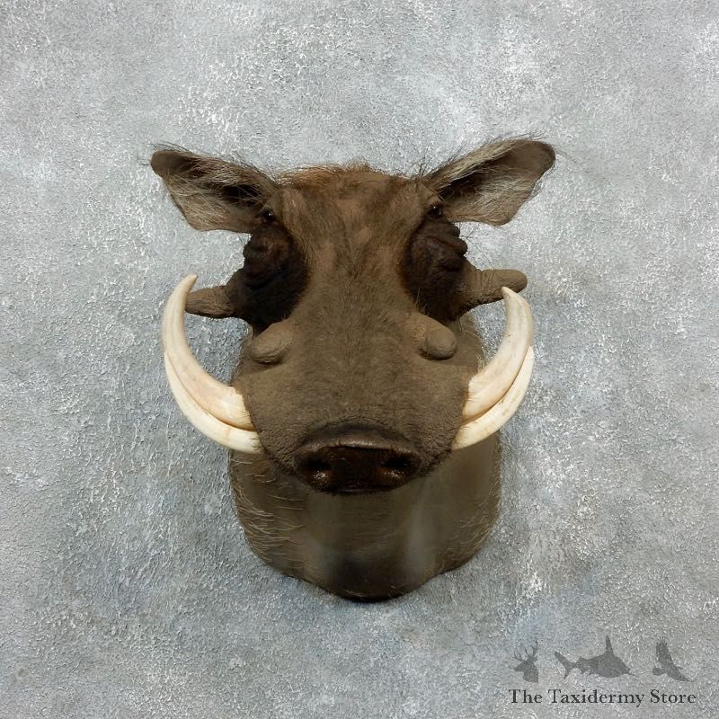African Warthog Shoulder Mount For Sale #17961 @ The Taxidermy Store