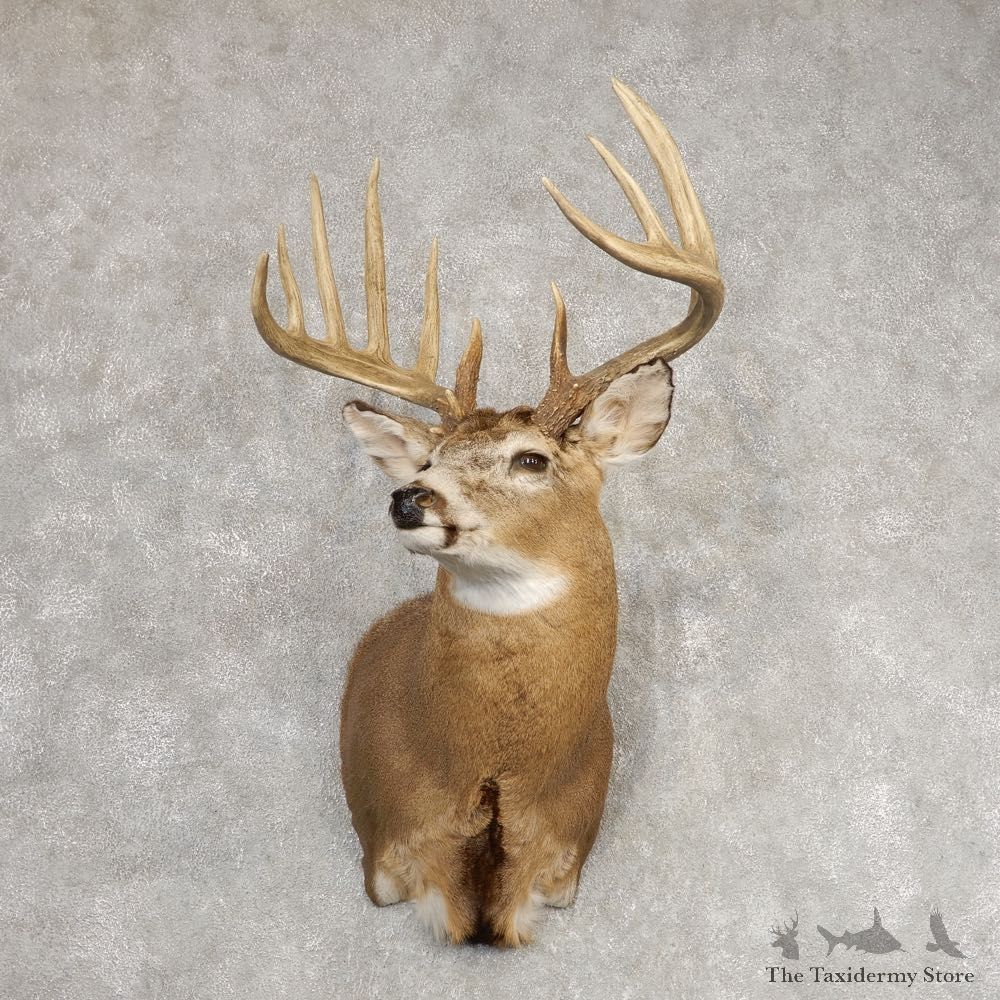 Whitetail Deer Shoulder Mount #21292 For Sale - The Taxidermy Store