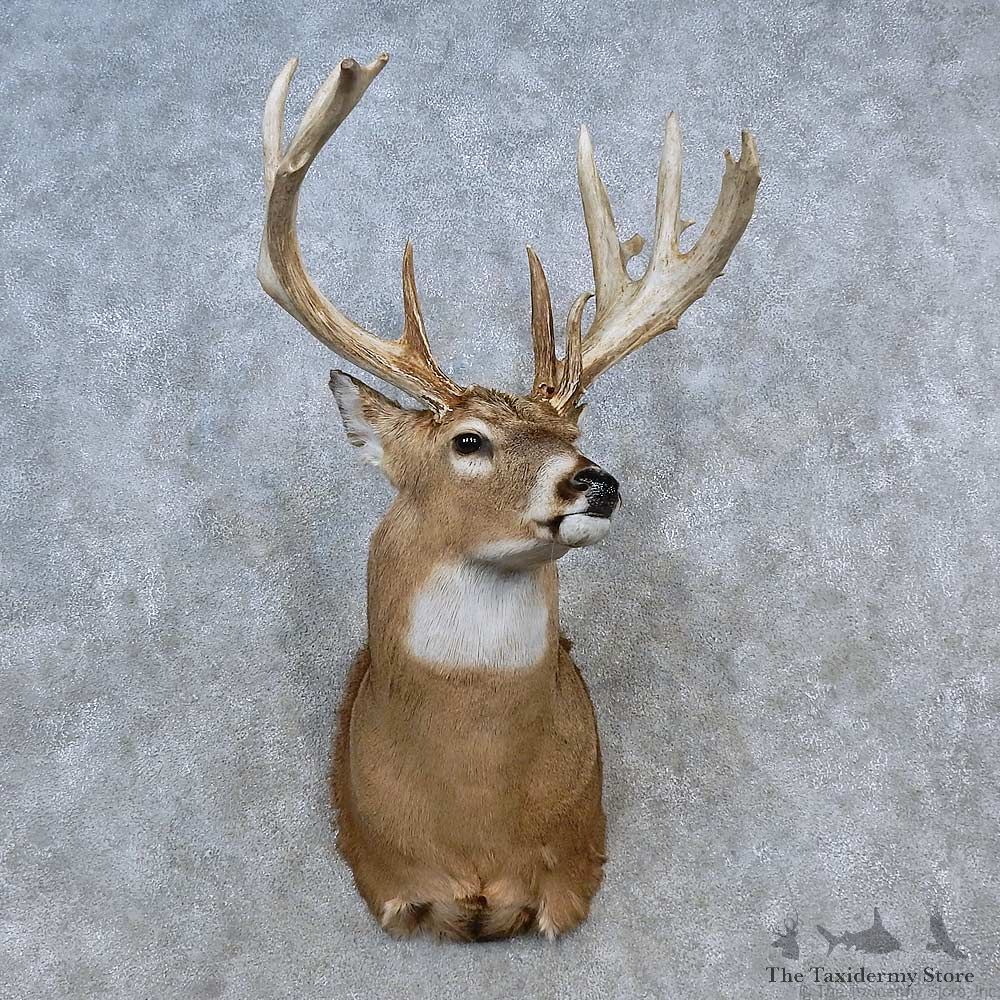 Whitetail Deer Shoulder Mount For Sale #15588 @ The Taxidermy Store